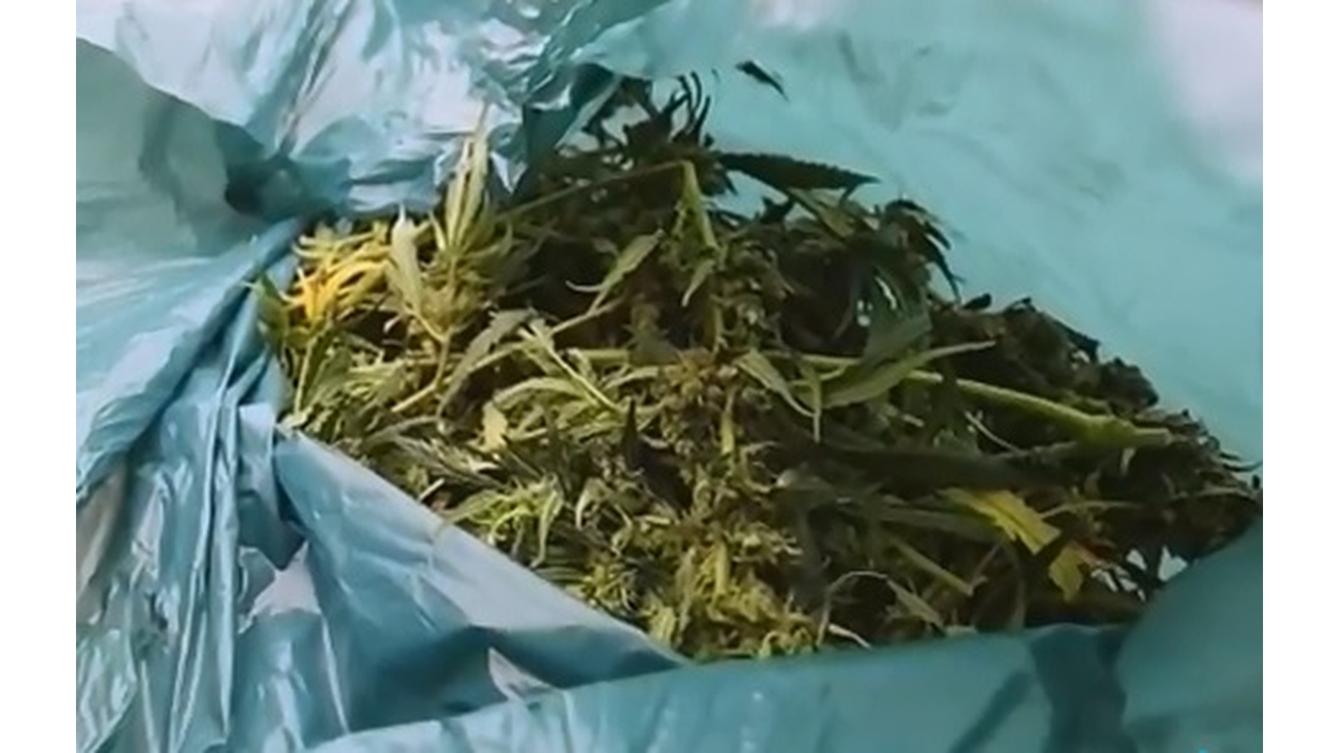 Foto: Vuilniszak met wietplanten.jpg